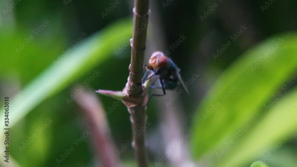 cochliomyia hominivorax, the new world screw-worn fly or screw-worn for short cochliomyia hominivorax, the new world screw-worn fly or screw-worn for short