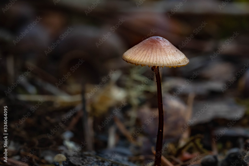 Mushrooms in the Oregon Forest Coast Range Mushrooms in the Oregon Forest Coast Range
