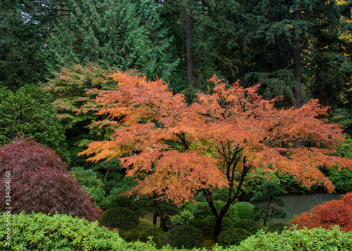 The full spectrum of fall colors, yellow, orange, and red, from japanese maple trees, and also shades of green from the plants