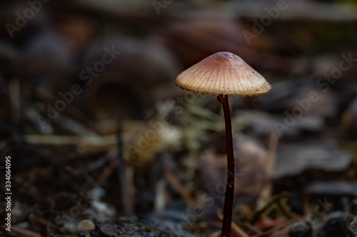 Mushrooms in the Oregon Forest Coast Range © d murk photographs