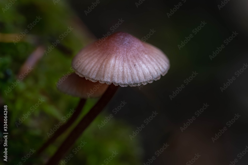 Mushrooms in the Oregon Forest Coast Range Mushrooms in the Oregon Forest Coast Range