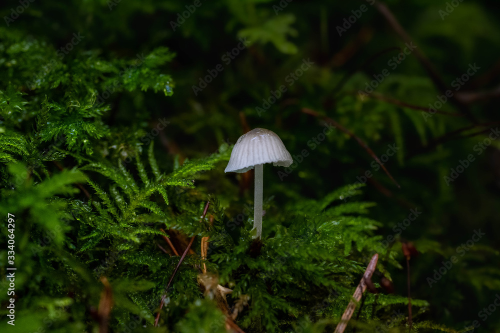 Mushrooms in the Oregon Forest Coast Range Mushrooms in the Oregon Forest Coast Range
