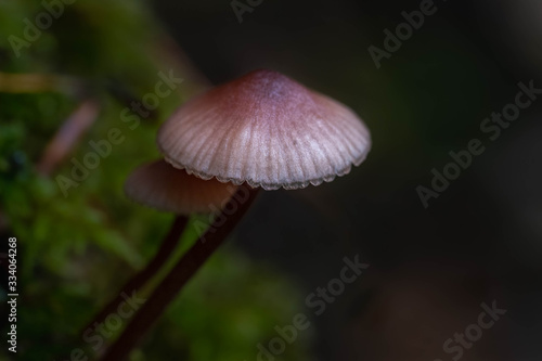 Mushrooms in the Oregon Forest Coast Range