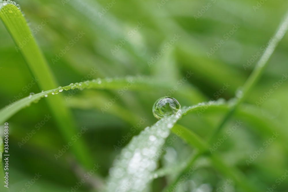 morning dew