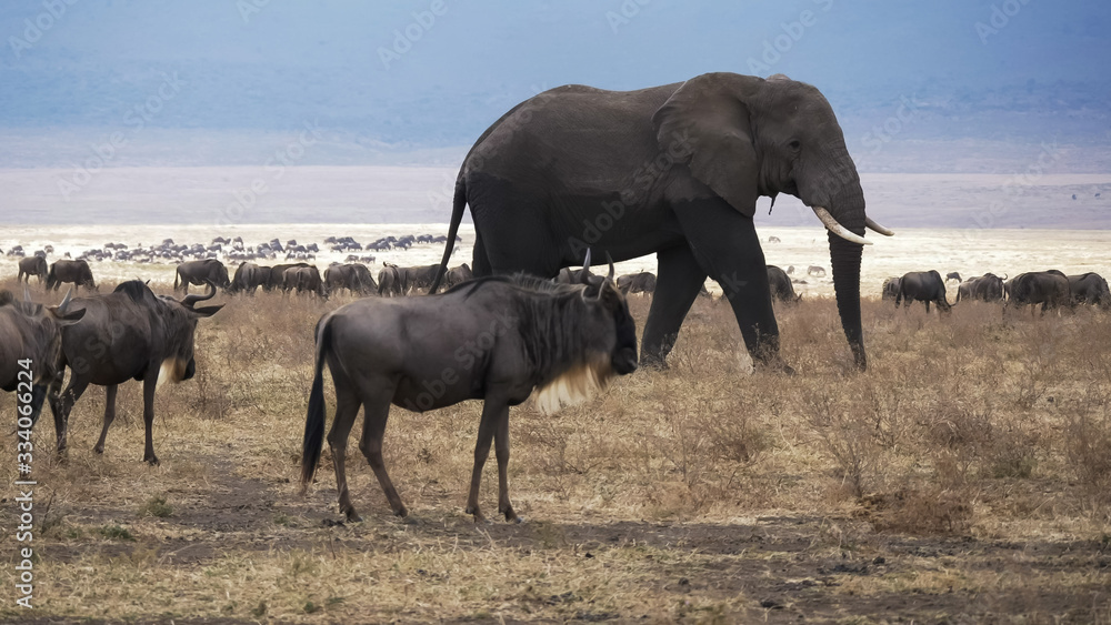 an elephant at ngorongoro crater- part of the ngorongoro conservation area an elephant at ngorongoro crater- part of the ngorongoro conservation area
