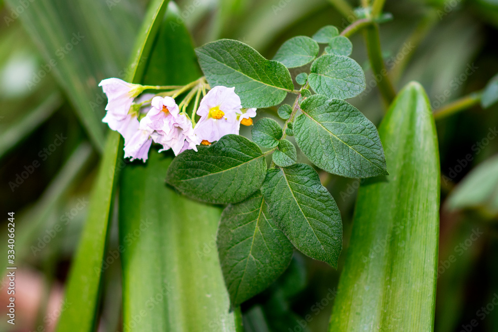 Small Flowers in the Garden