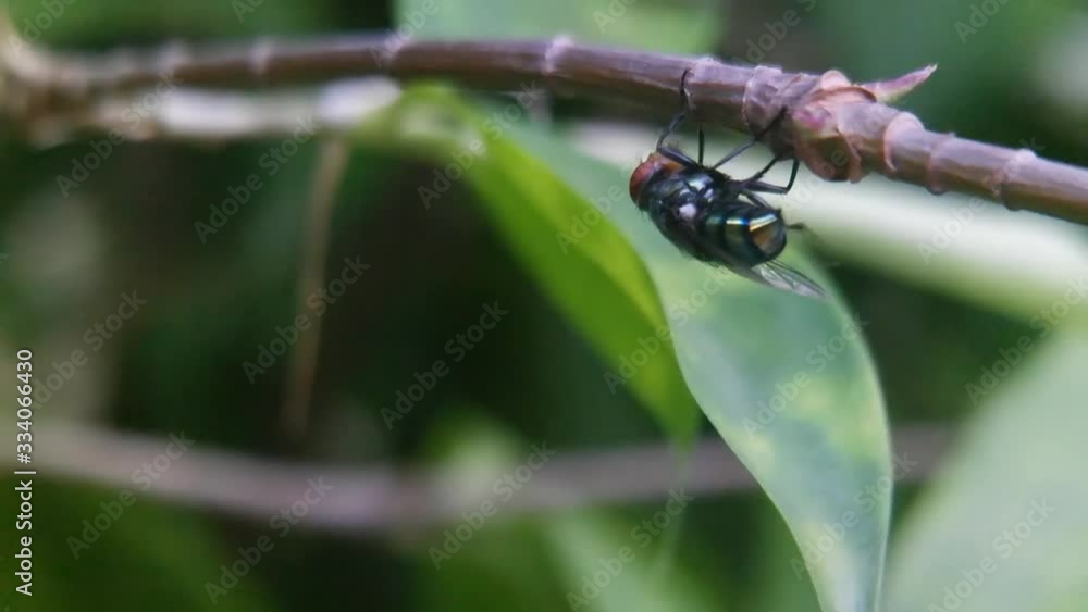 cochliomyia hominivorax, the new world screw-worn fly or screw-worn for short, close up