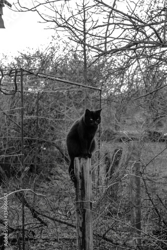 A black cat is sitting on an old wooden post.
