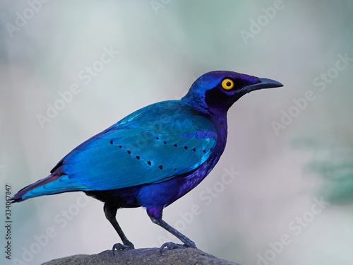 Bilde på lerret Purple glossy starling (Lamprotornis purpureus) in its natural habitat