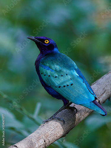 Foto Purple glossy starling (Lamprotornis purpureus) in its natural habitat