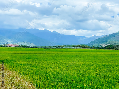 Rice field  green rice sprouts in the meadow. Mountain view  agriculture in Asia