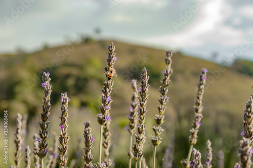  bee feeding on lavender III