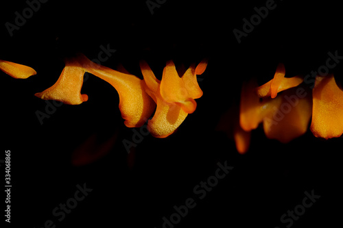 Close up of Clavaria  / Ramaria abietina  coral fungus photo