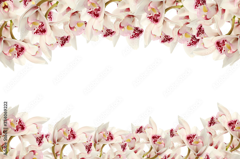Orchid flowers Isolated on white background.Flower border.White pink orchid on a white background Floral banner. orchid flower layout. Flower collage. 