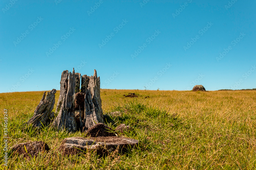 stump of a rotten tree in the field