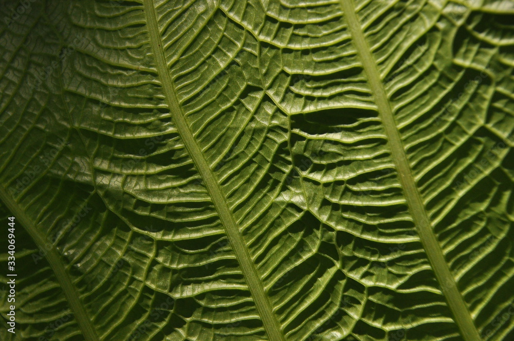 Fototapeta premium Leaves of tropical plants growing in the jungle. Details of the innervation of the leaf blade. Nerves and connections of green elements. Carbon absorption and oxygen production.