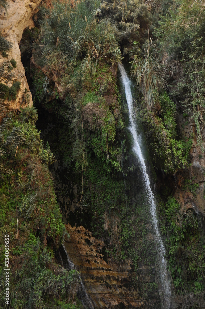 Naklejka premium A green oasis with a waterfall and lakes in the Ein Gedi National Park in Israel on the Dead Sea