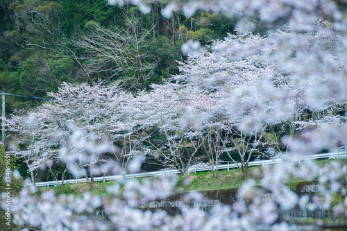 多分、終わりはこの季節だと思う photo