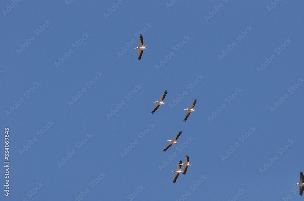 Obraz premium A large herd of the great white pelican circling the blue sky in warm and sunny Israel on the Red Sea, near Eilat.