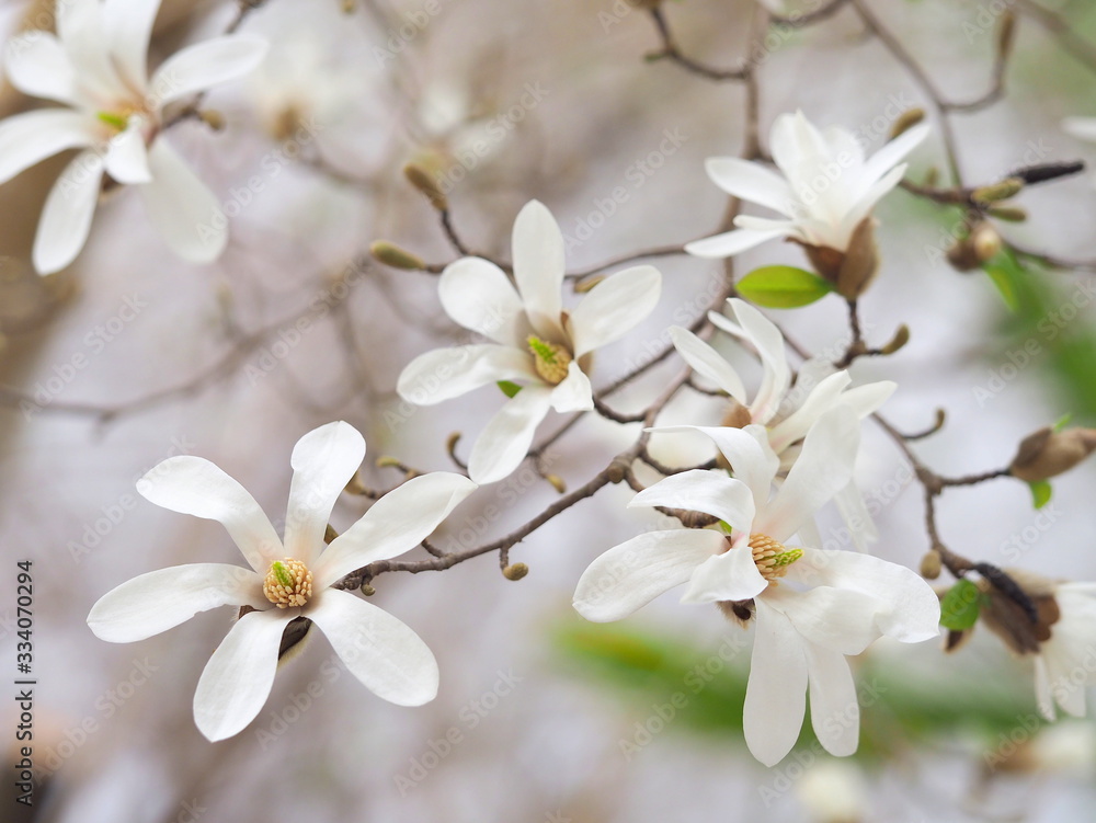 Obraz premium コブシの花