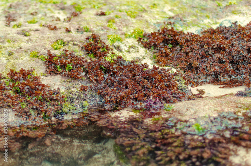 Red and green seaweed growing on an ocean reef