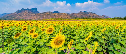Beautiful sunflowers of Lop Buri, Thailand
