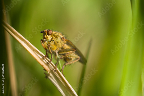 insect on the grass. macro shot. Springtime © alan