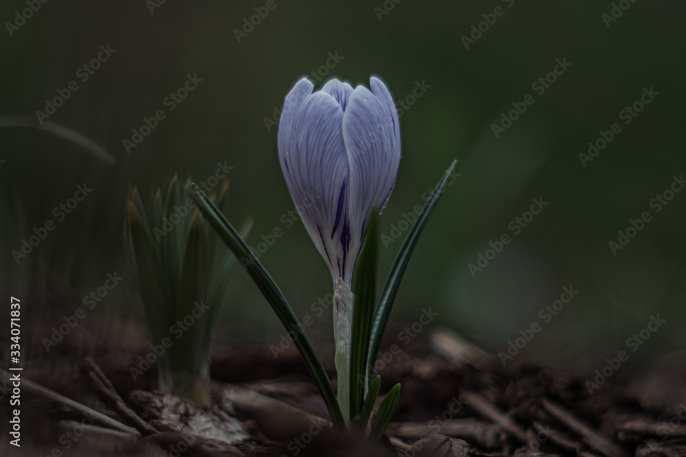 Obraz premium crocus on a white background