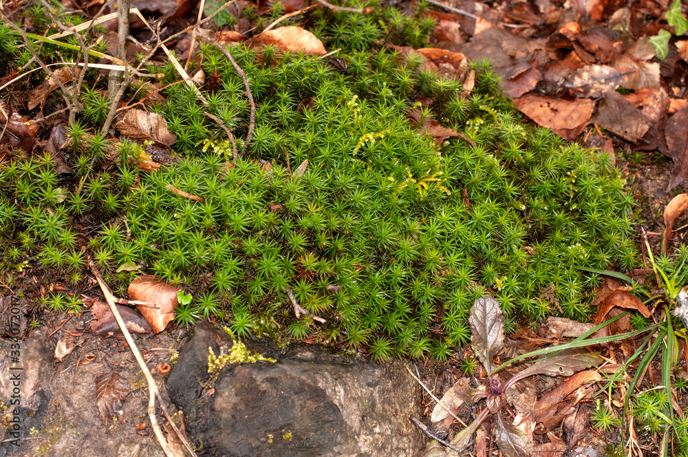 a moss cushion on forest floor with dry leaves a moss cushion on forest floor with dry leaves