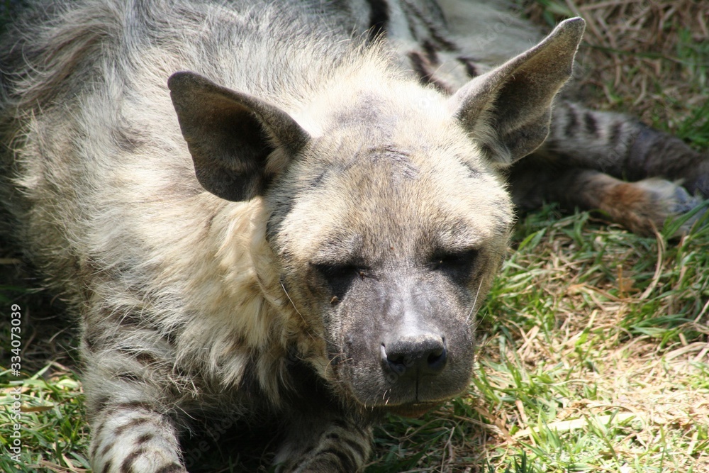 Face of a gray hyena looking on the grass