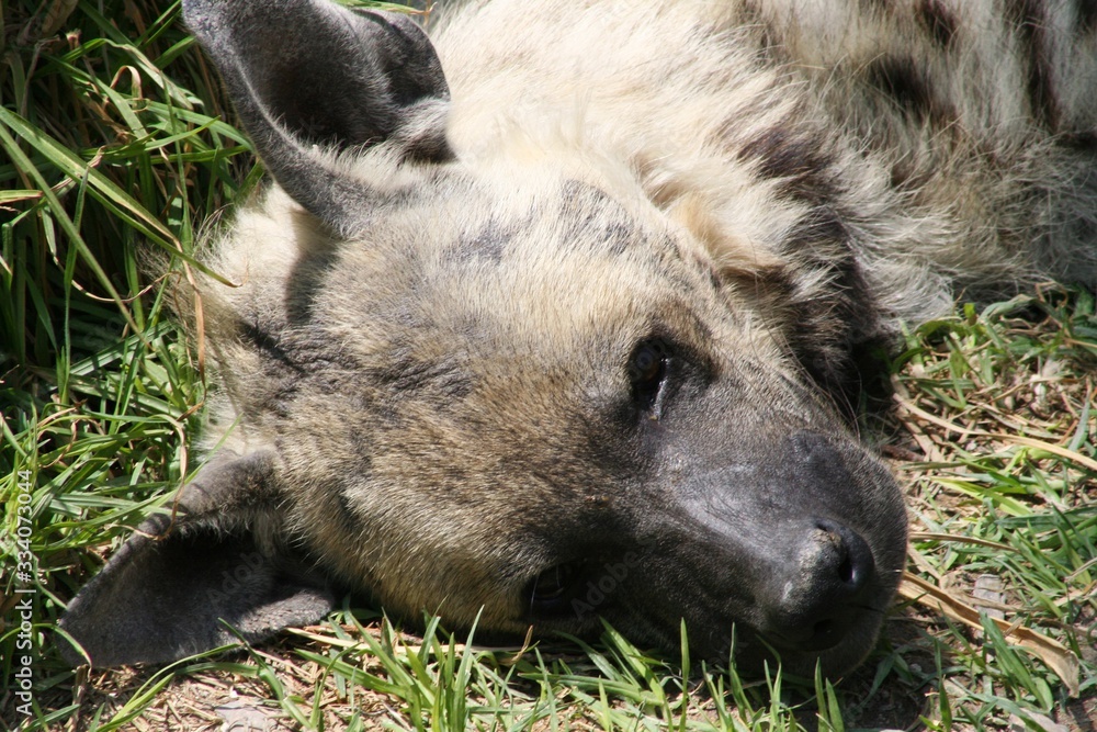 face of a hyena with stripe fur resting on the grass