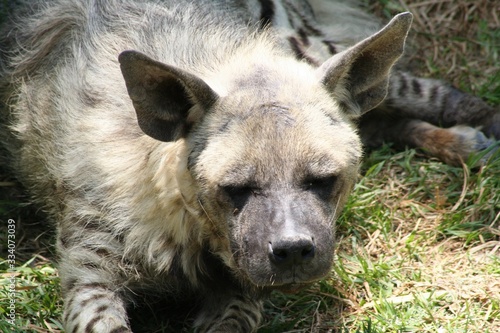 Obraz na płótnie Face of a gray hyena looking on the grass w salonie