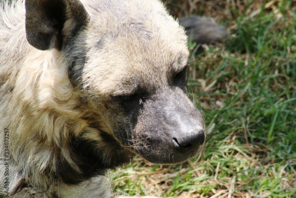 Hyena with white and gray striped fur looking and resting on the grass