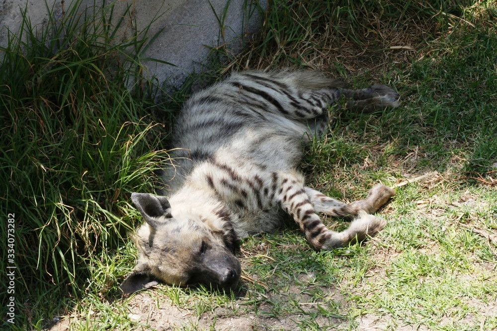 hyena cub with stripe fur resting on the grass