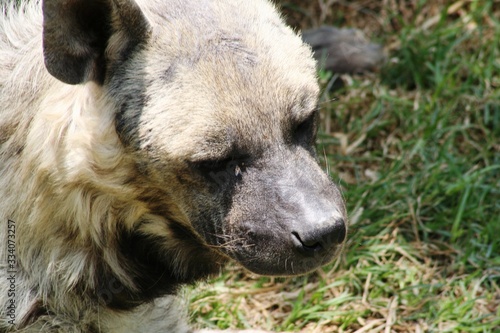 Obraz na płótnie Hyena with white and gray striped fur looking and resting on the grass w salonie