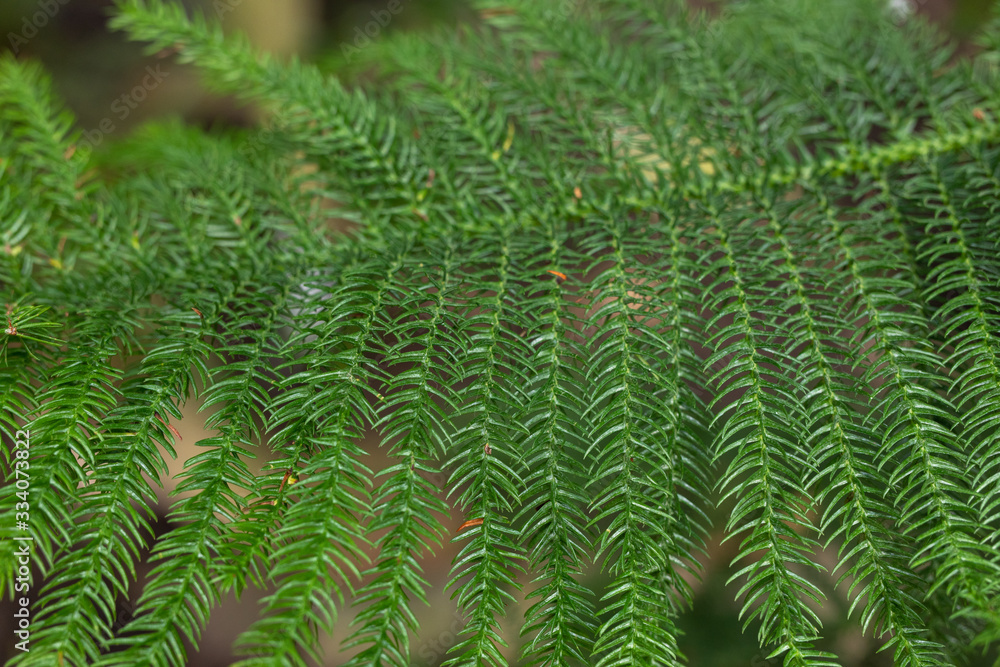 Heterophyll araucaria coniferous tree branch. Young green spruce or house Pine. Nature wallpaper or background concept. Heterophyll araucaria coniferous tree branch. Young green spruce or house Pine. Nature wallpaper or background concept.