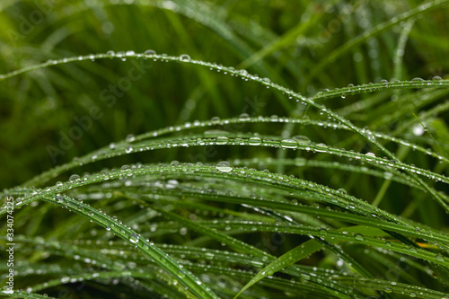 Transparent drops of water dew on fresh green grass in morning. Spring nature background with copy space
