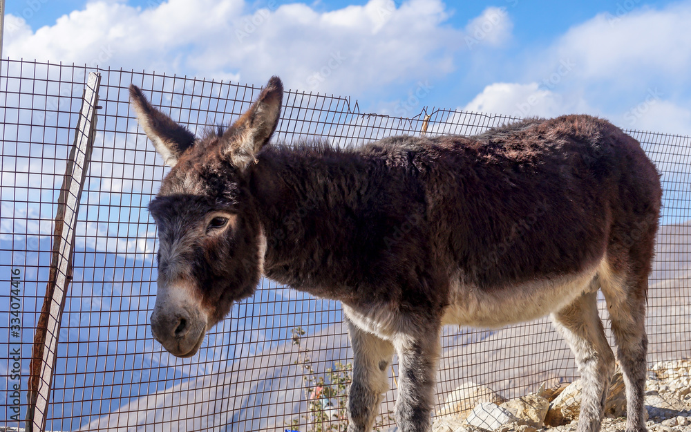 Fototapeta premium A Curious Donkey at Nako, Himachal Pradesh, India