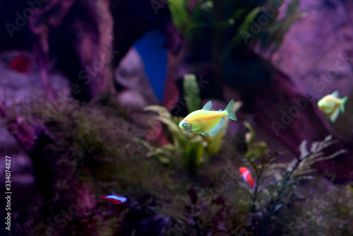 Ternetzi Glo Fish Veil in the freshwater aquarium. Modified aquarium fish with voile fins and glowing color. Selective focus © Andrey Nikitin