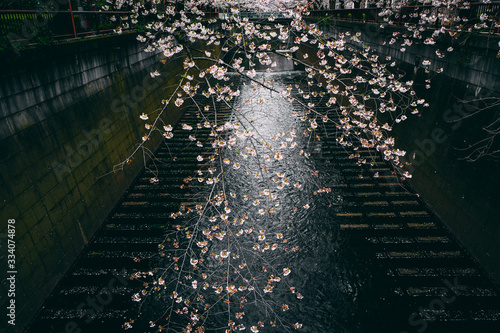 桜 満開 中目黒 目黒川 日本 横