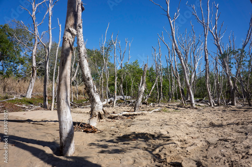 Dead trees killed by encroaching sand dunes on the beach. photo