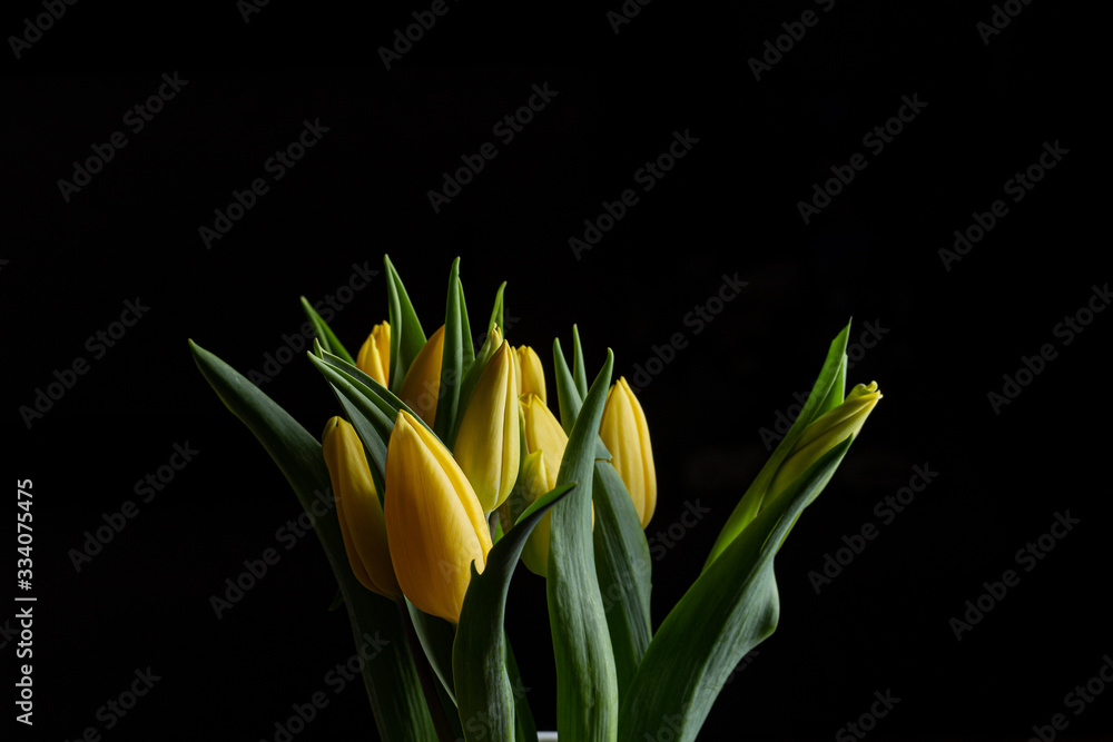 Yellow tulips flower bouquet isolated on a black background Yellow tulips flower bouquet isolated on a black background