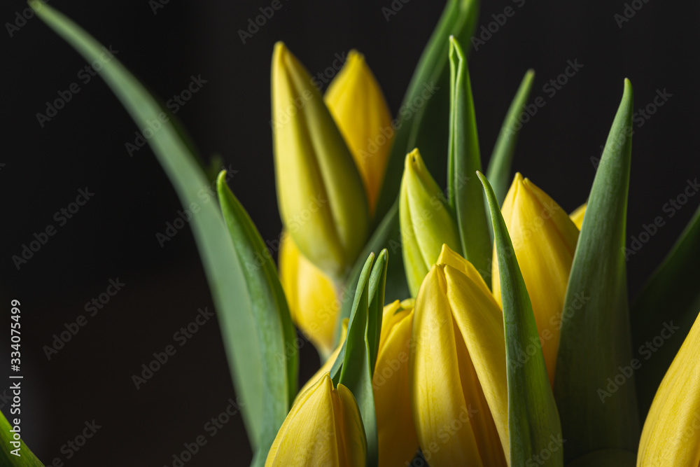 Smooth yellow petals on a tulip flower bouquet isolated on a black background Smooth yellow petals on a tulip flower bouquet isolated on a black background