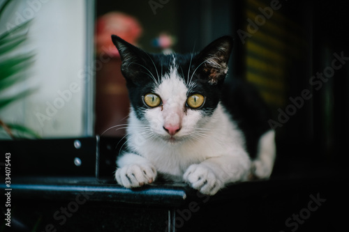 cat with green eyes © ธีรพงศ์ ศรีทอง