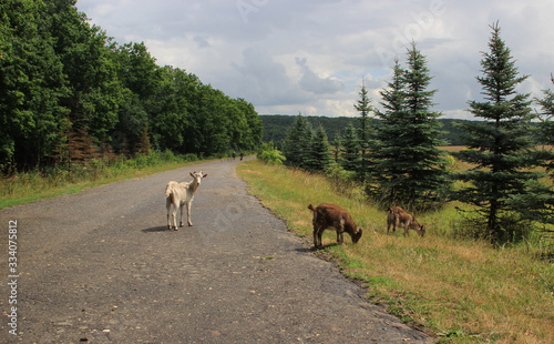Fototapeta Naklejka Na Ścianę i Meble -  A road along a pine forest on a summer day and young goats grazing near it.