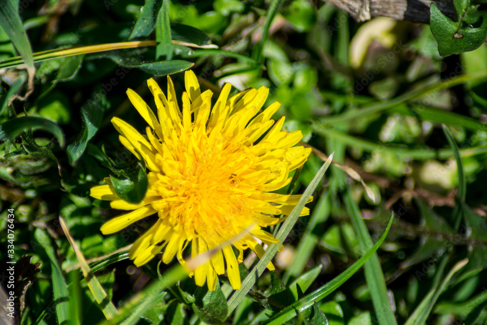 Blooming yellow dandelion, dandelion taraxacum flower in the garden, wild plant outdoors Blooming yellow dandelion, dandelion taraxacum flower in the garden, wild plant outdoors