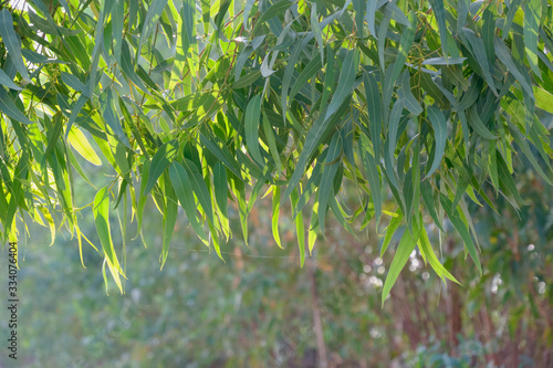 Eucalyptus leaves. branch eucalyptus tree nature background