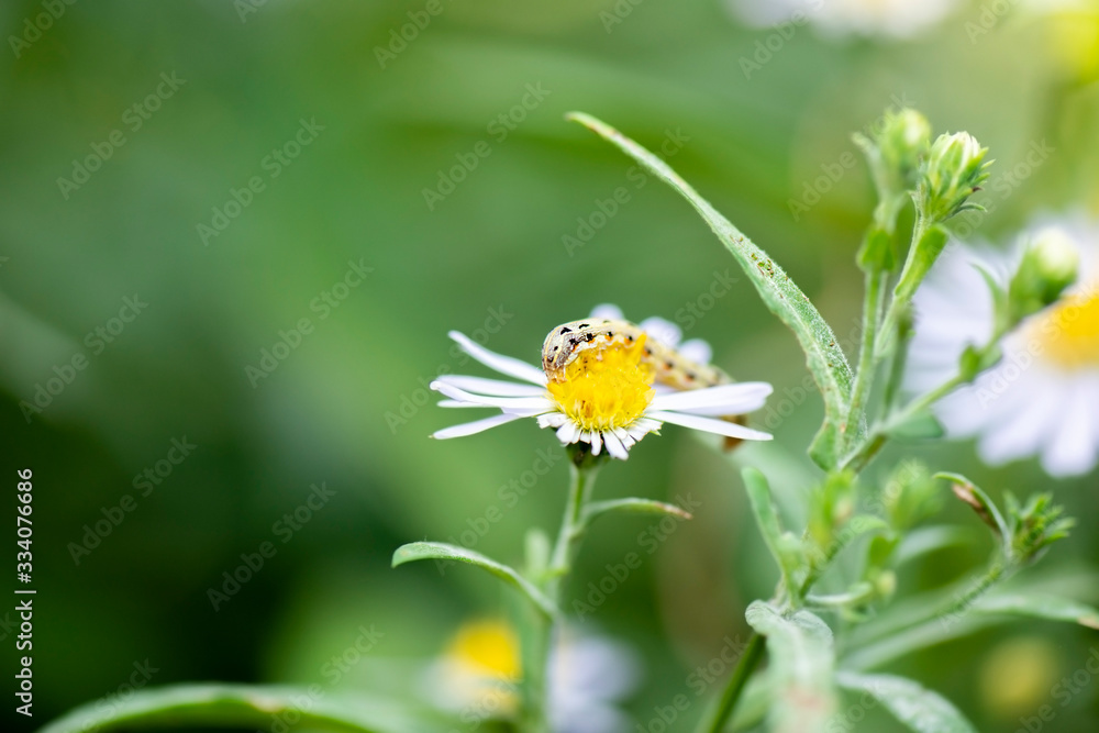 Lilly Caterpillar Moth also known as Spodoptera Picta Lilly Caterpillar Moth also known as Spodoptera Picta
