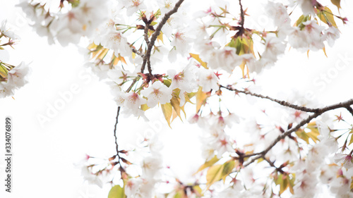 綺麗な春の満開の桜の花 © zheng qiang