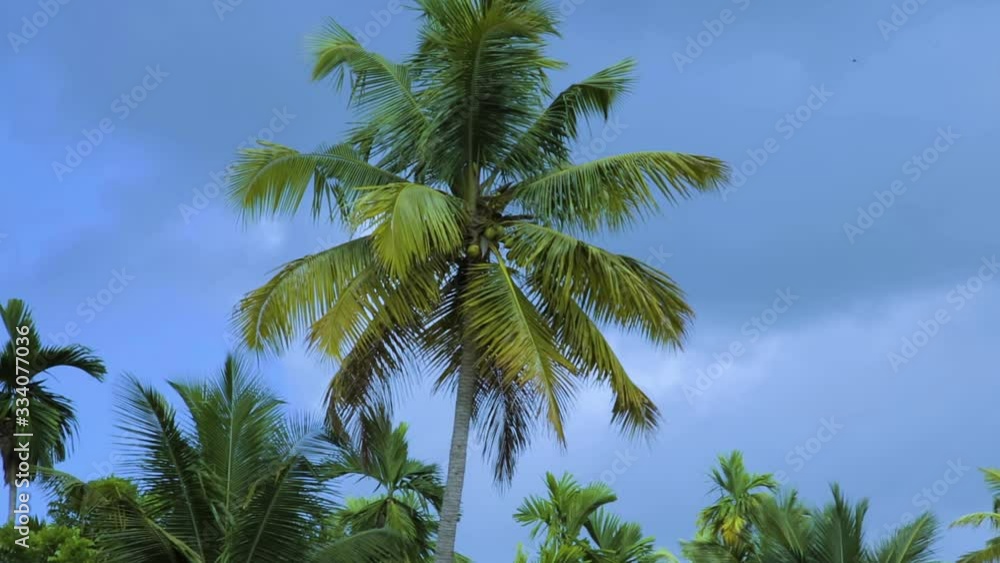 A tropical coconut palm tree on a windy day in India. A tropical coconut palm tree on a windy day in India.